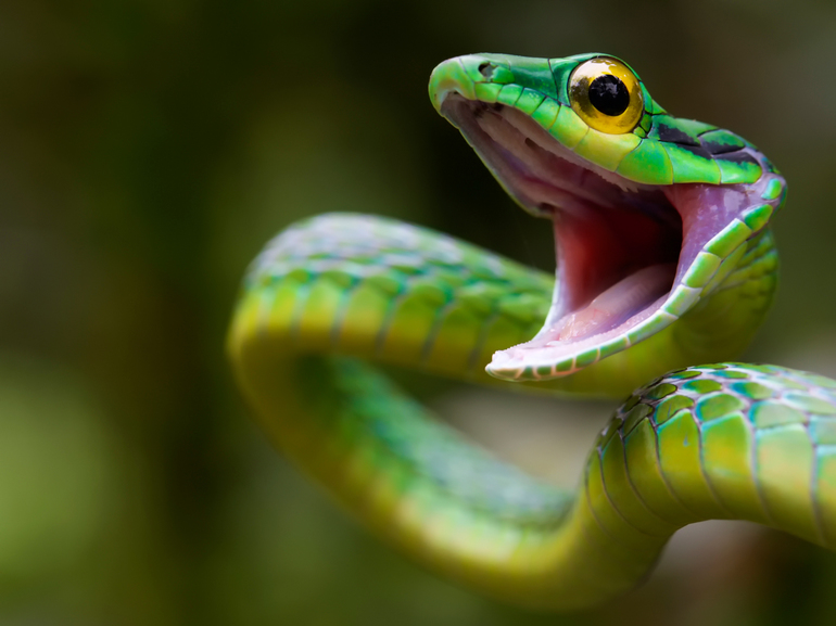 Сни про зеленої змії: до чого вона сниться, значення образу для чоловіка і жінки, передбачення відомих сонників