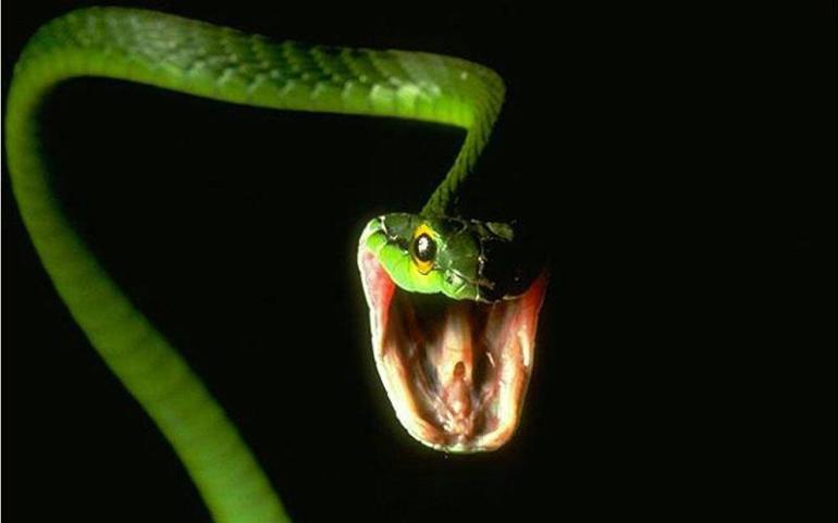 Сни про зеленої змії: до чого вона сниться, значення образу для чоловіка і жінки, передбачення відомих сонників