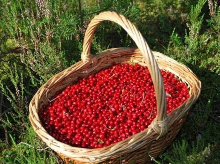 Сниться журавлина: бачити кущі і збирати великі стиглі ягоди, до чого сняться плоди по соннику
