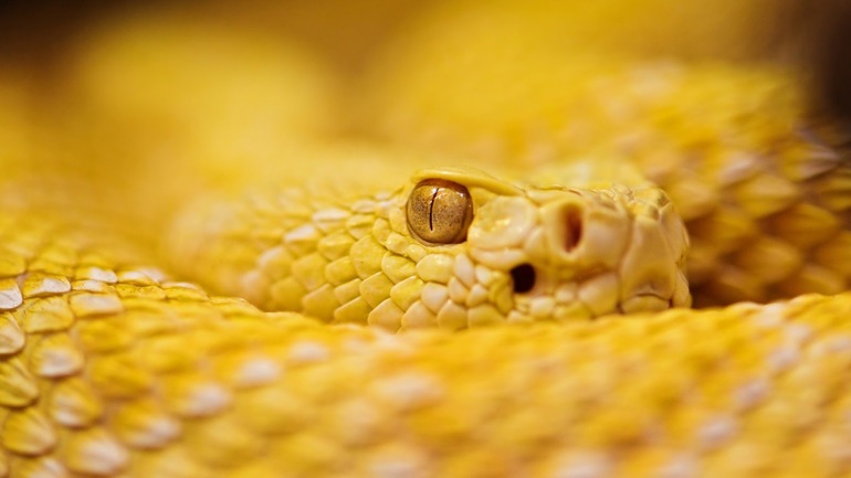 Сон, де сниться велика жовта змія: значення образу змії, напад, а також трактування сонників для жінок