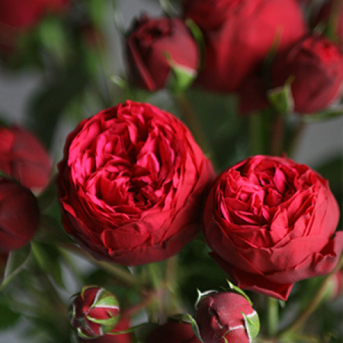 красивые розы-спрей