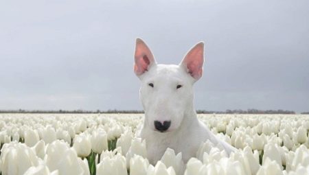 Білі бультер’єри (15 фото): як виглядають собаки? Особливості їх змісту