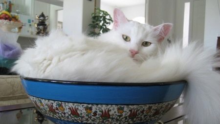 Білі кішки породи турецька ангора (20 фото): особливості забарвлення, опис породи та характеру кішок. Як доглядати за кошенятами і дорослими котами?