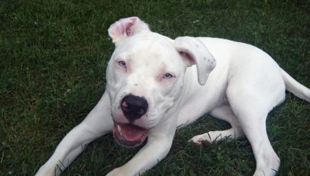 Білий пітбуль (13 фото): опис пітбуля білого забарвлення, особливості утримання собак