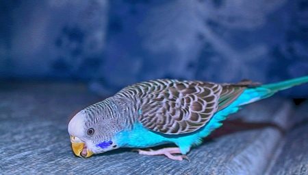 Блакитний хвилястий папуга (15 фото): особливості догляду за папугами блакитного кольору, вплив кольору на характер