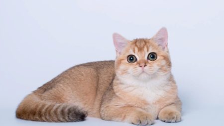 Британська золота кішка (17 фото): особливості золотистого забарвлення і опис породи, тонкощі догляду за дорослими котами та кошенятами