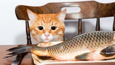 чи Можна годувати кішок рибою? Чи можна давати коту рибку кожен день? Яку рибу можна давати сиру або варену, річкову або морську?