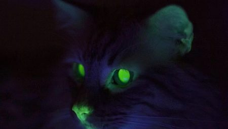 Чому у кішок в темноті очі світяться? Основні причини. Чому буває червоне, зелене і інше світіння очей у котів вночі?