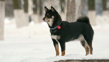 Чорна сіба-іну (15 фото): опис подпалых собак, особливості їх характеру і змісту