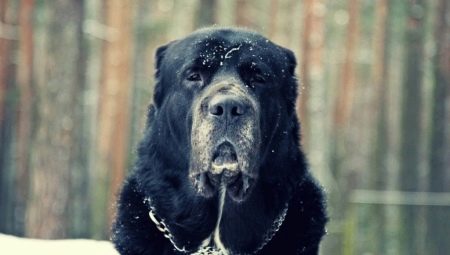 Чорний алабай (21 фото): опис цуценят чорного забарвлення, характер собак. Зміст дорослих середньоазіатських вівчарок