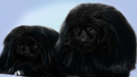 Чорний пекінес (13 фото): особливості забарвлення, тонкощі догляду за дорослими собаками і цуценятами