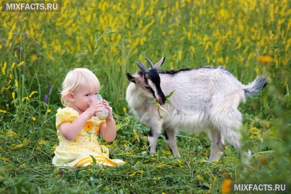 Користь козячого молока для дітей