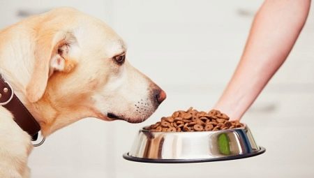 Корм для собак великих порід: як вибрати хороший корм для цуценяти великої породи? Корми преміум-класу та інші види
