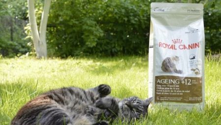 Корм для старих кішок: чим годувати кішку старше 12 років? Кращі корми для котів