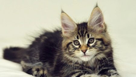 Кошеня мейн-куна (25 фото): до якого віку вони ростуть? Як виглядають кішки в 1 і 2, 3 і 4, 5 і 6 місяців?