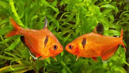 Мінори (12 фото): опис акваріумної рибки, правил утримання і догляду за рибою, нюанси розведення, сумісність з іншими породами