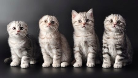 Ім’я для шотландської кішки: красиві, модні і незвичайні жіночі клички для кошенят-дівчаток шотландської породи