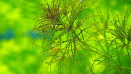 Наяс (16 фото): правила утримання і розведення акваріумного рослини, опис наяса рорайма, егерії, гваделупського та інших різновидів