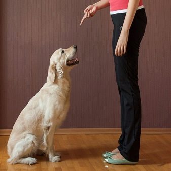 Як навчити собаку команди співати?
