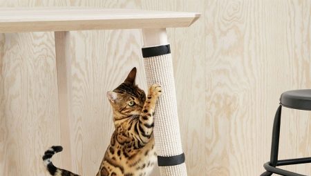 Як відучити кота дерти шпалери? Що робити, якщо кішка дряпає стіни? Як захистити шпалери від кошенят?