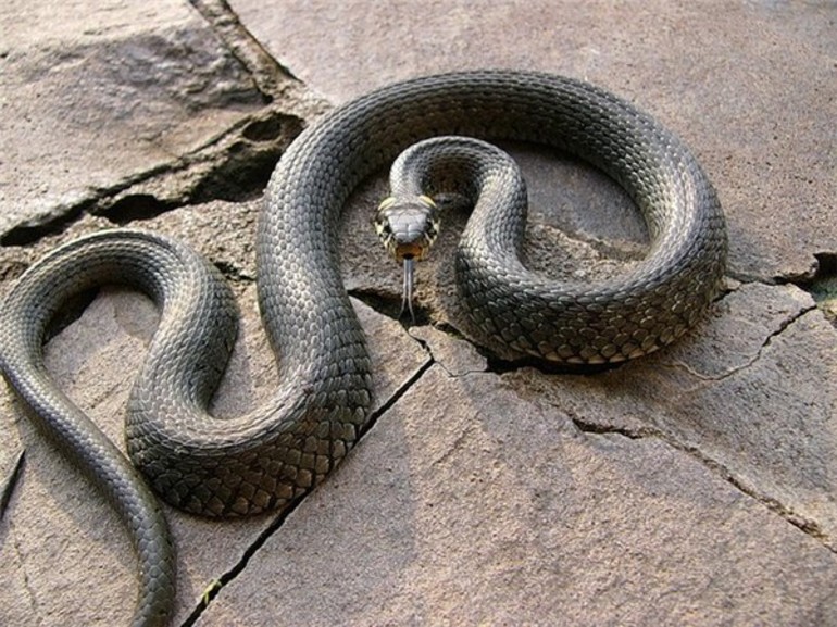 Колхидский уж. Змея на Камне. Серый полоз. Серая змея. Очень красивая уж
