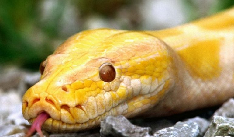 Сон, де сниться велика жовта змія: значення образу змії, напад, а також трактування сонників для жінок