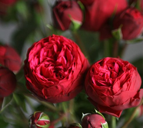Саженцы Розы Спрей – пышный букет на каждой ветке